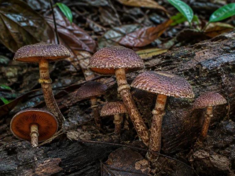 Gymnopilus dilepis