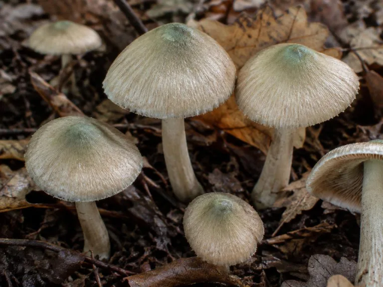 Inocybe corydalina