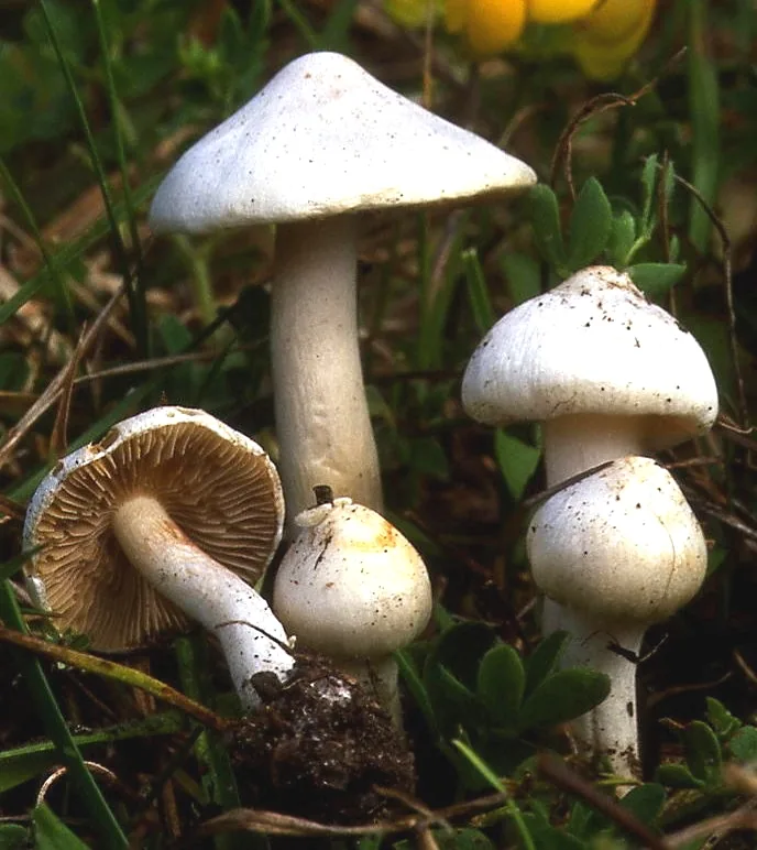 Inocybe geophylla