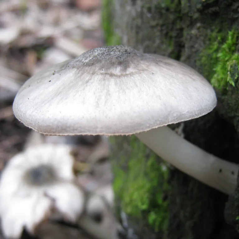 Pluteus salicinus