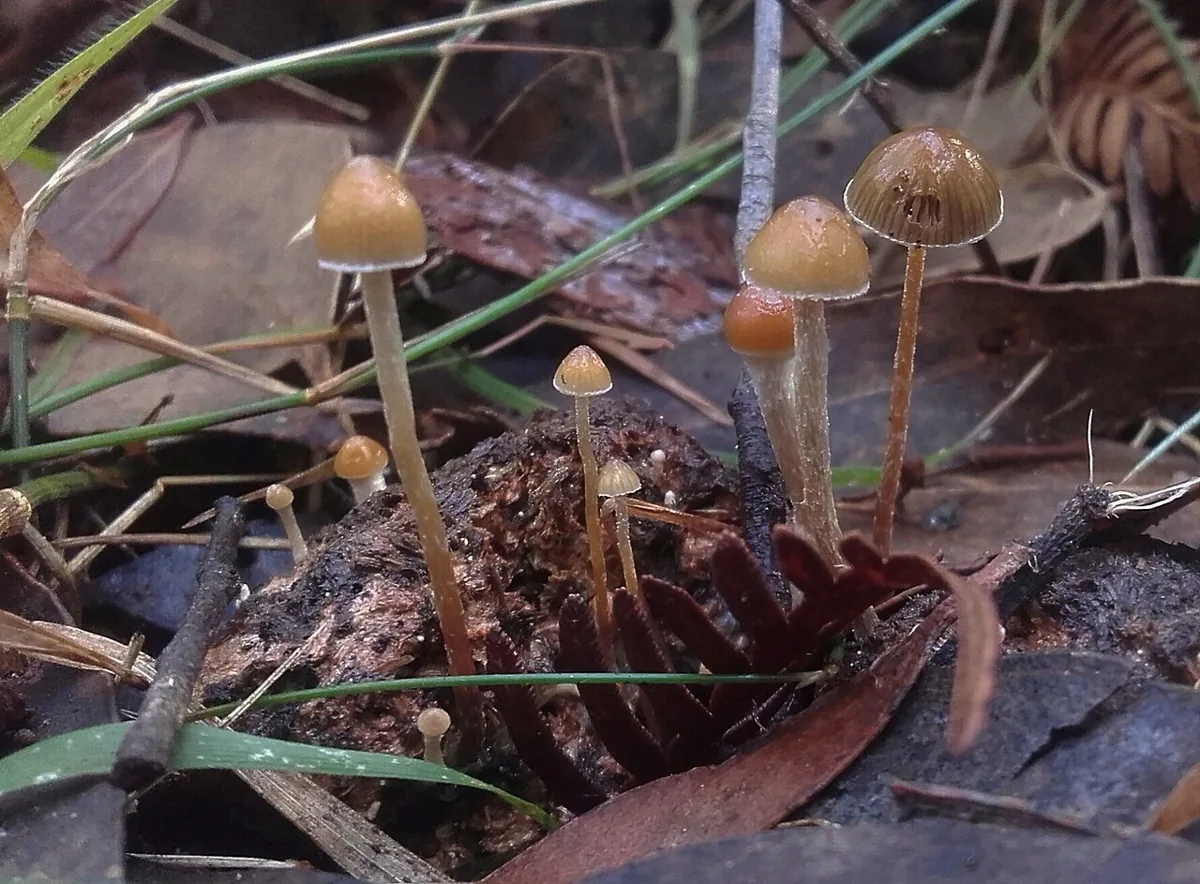 Psilocybe alutacea