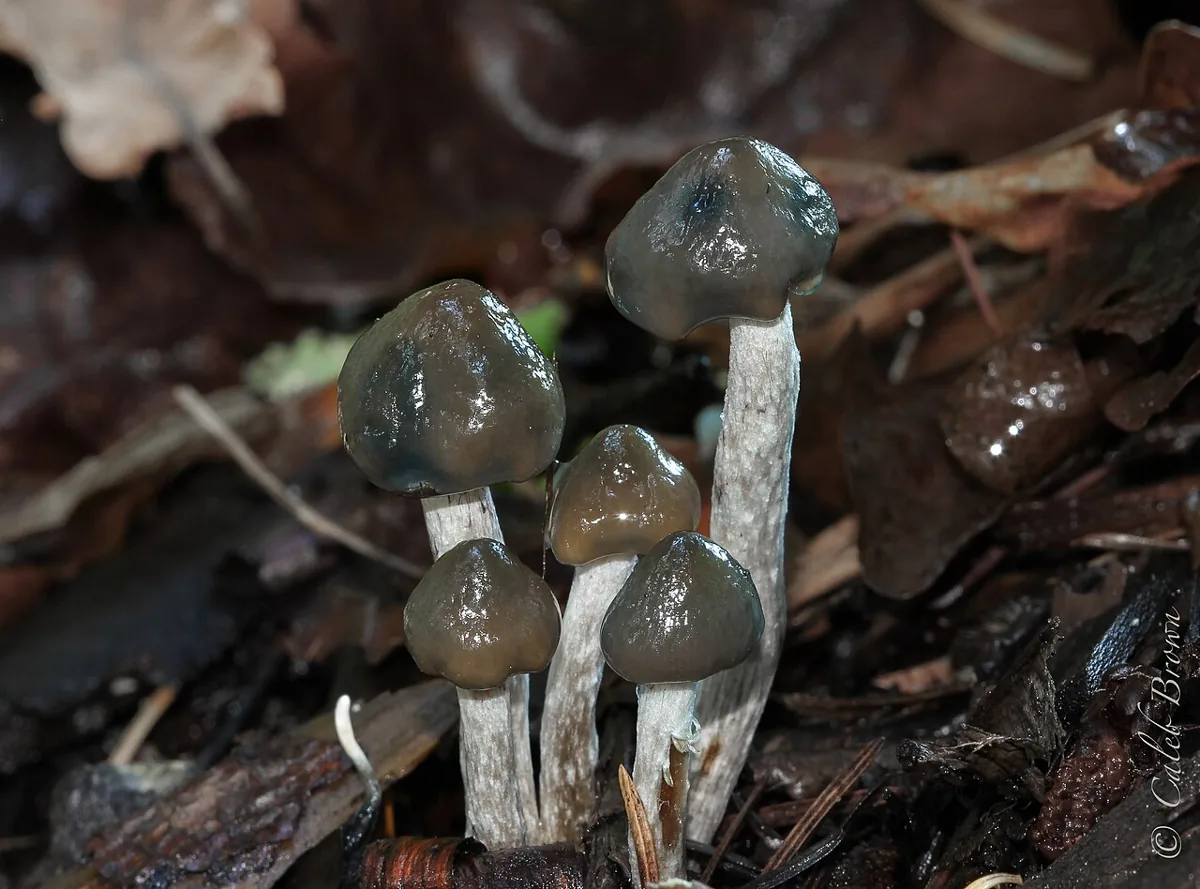 Psilocybe baeocystis