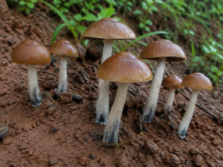 Psilocybe caerulescens
