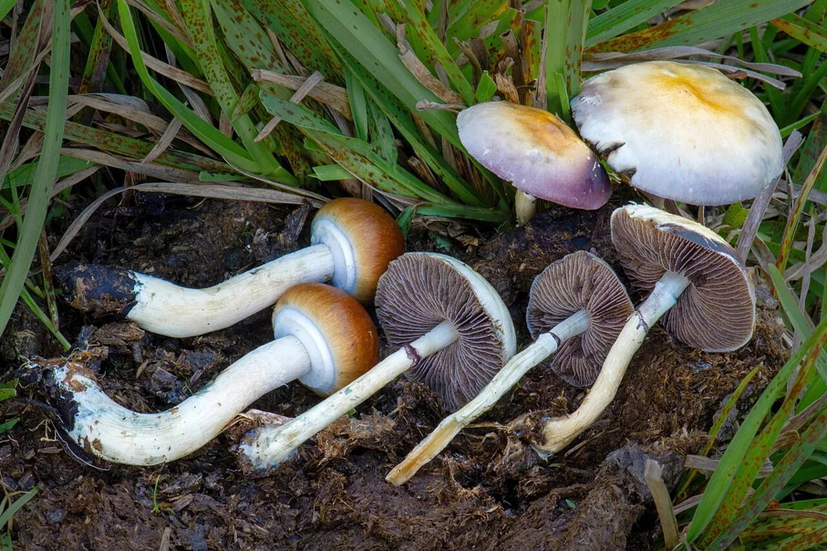 Psilocybe cubensis