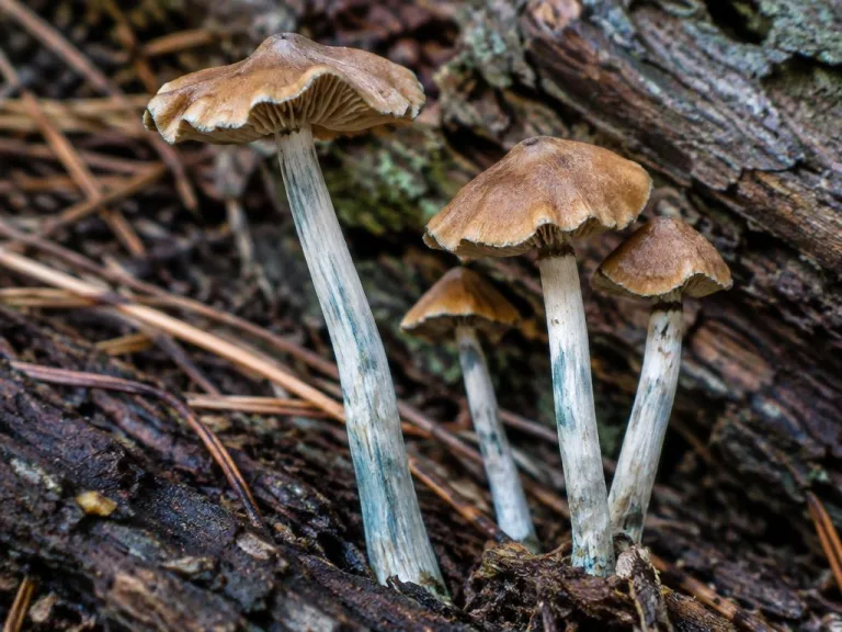 Psilocybe mairei