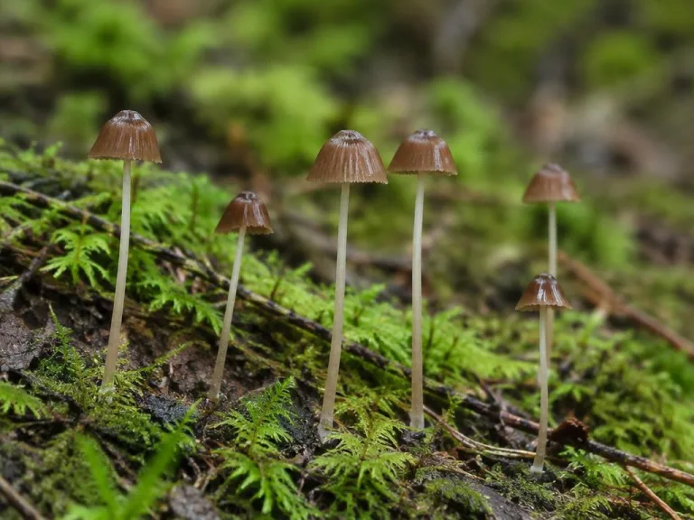 Psilocybe medullosa