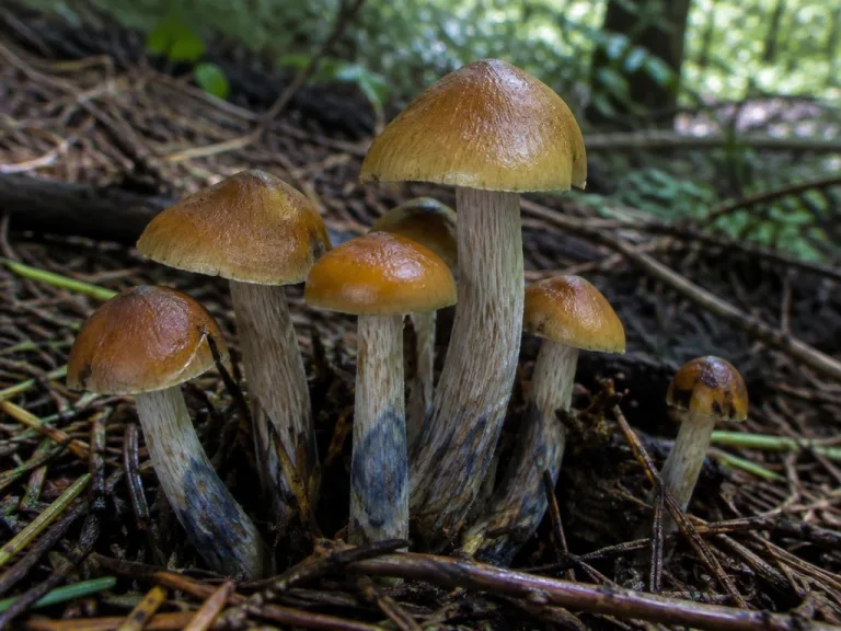 Psilocybe muliercula