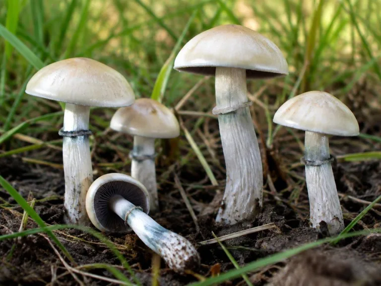 Psilocybe natalensis