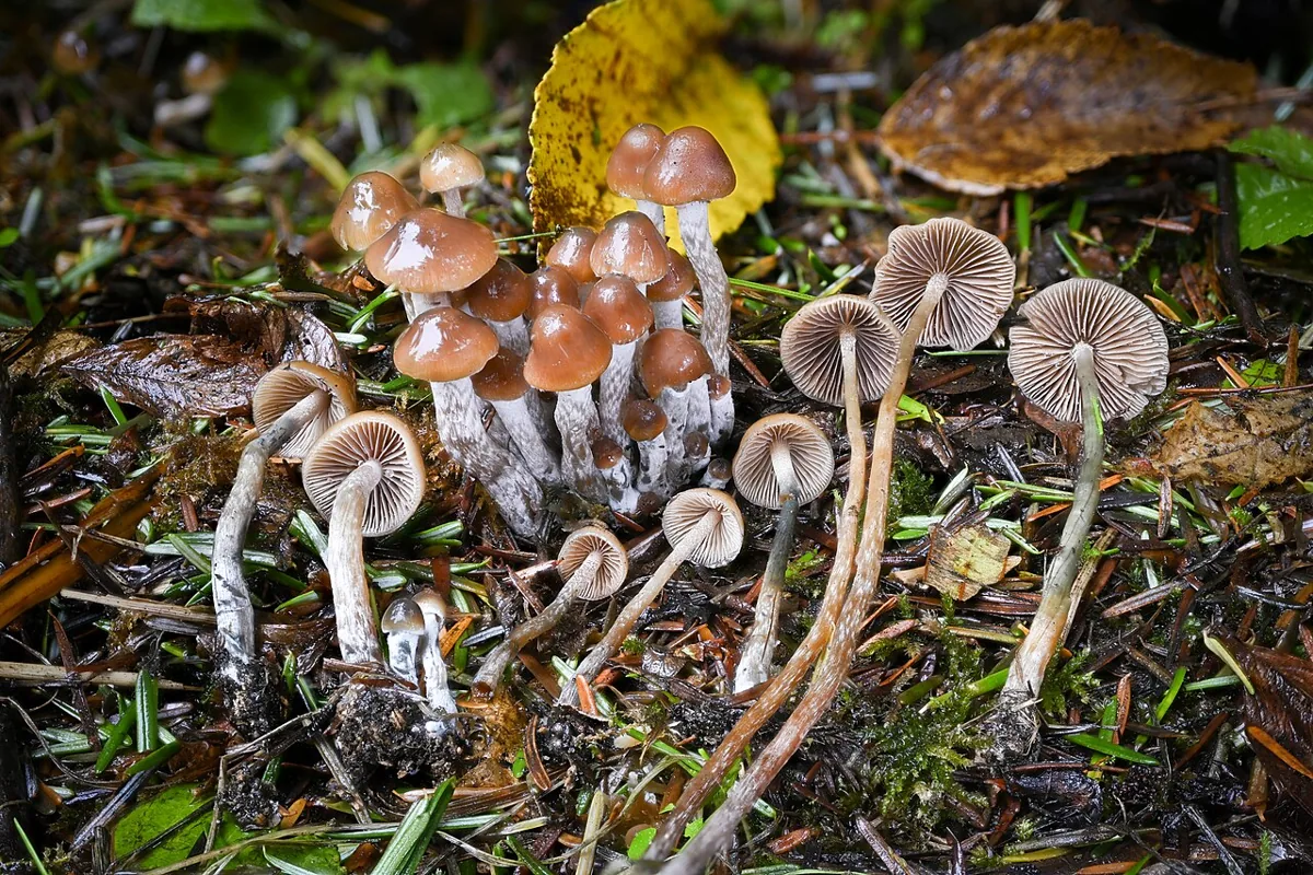 Psilocybe pelliculosa