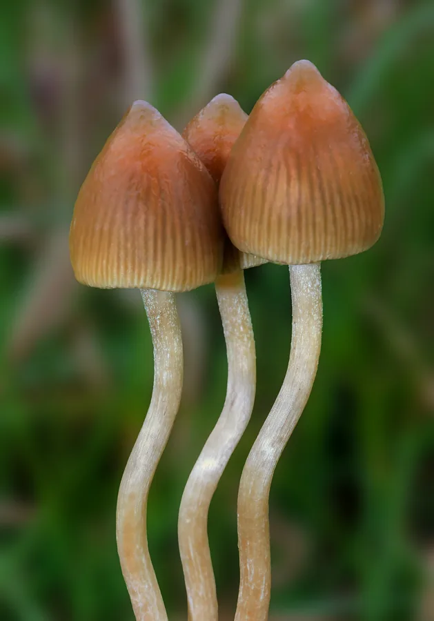 Psilocybe semilanceata