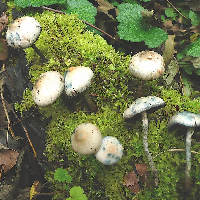 Psilocybe serbica