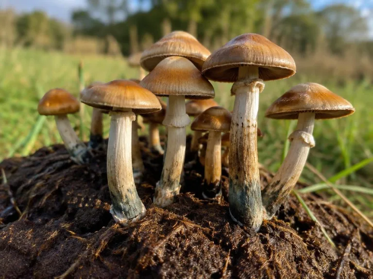 Psilocybe subcubensis