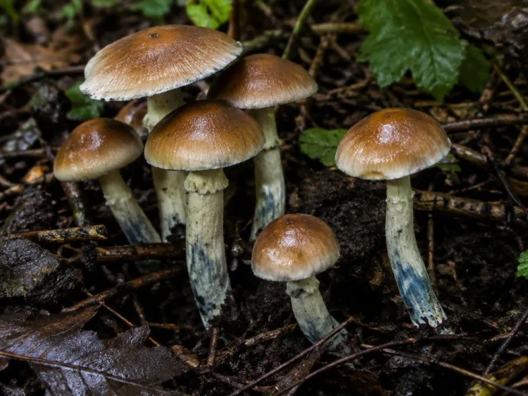 Psilocybe subtropicalis
